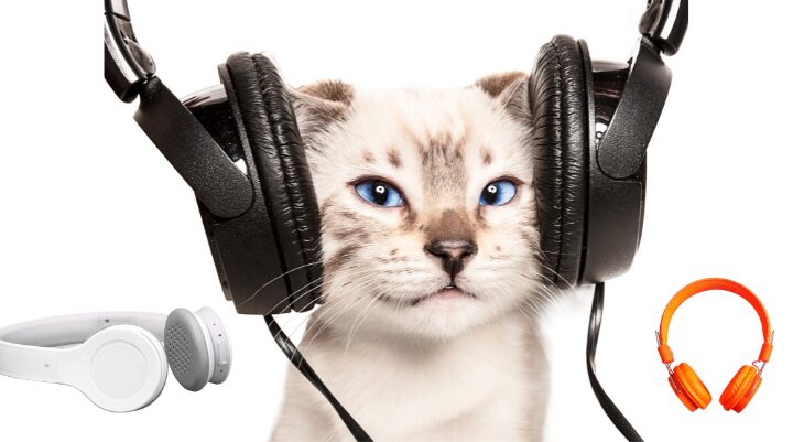 オーディオ猫